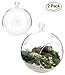 6.5-Inch Hanging Glass Terrariums for Succulents and Air Plants, Large Glass Orb Planters (Set of 2)