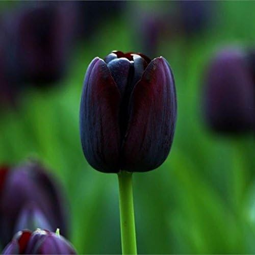 Elever Black Perfume Tulip Bulbs Seeds Beautiful Decor Flower Plants Home Garden Decoration