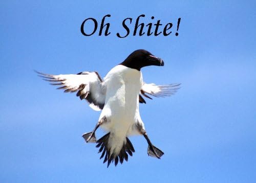 Razorbill. An Irish Humorous blank greeting card.