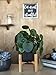Costa Farms Chinese Money Plant, Pilea Peperomioides, Sharing Indoor Plant, Mid Century Planter and Plant Stand, Black, 14-Inches Tallthumb 4