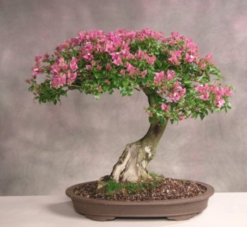 Creative Farmer Bonsai Suitable Plant Mimosa Bonsai Suitable Seeds (Pack Of 5) For Beginners-