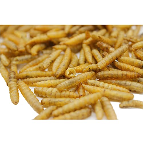 GRUBSFARM Superior to Dried Mealworms for Chickens 5lb - 85X More