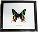 FRAMED BEAUTIFUL REAL MADAGASCAR BUTTERFLY DISPLAY TAXIDERMY