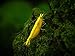 Aquatic Arts 10 Live Freshwater Golden Back Yellow Shrimp (Neocaridina davidi - 1/2 to 1 Inch Long)