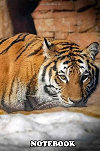 Notebook: A Quick Shot Of A Tiger , Journal for Writing, College Ruled Size 6" x 9", 110 Pages Paperback – 17 Dec 2019
