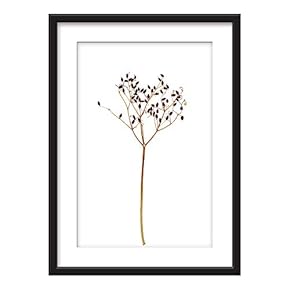 Framed Wall Art - Dried Cotton Plant Specimen - Giclee Printed Art in Black Picture Frames White Matting - 23x31 inches