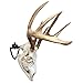 Herron Outdoors Skull Mount - Fully Adjustable Skull Wall Mount - Secure Removable Stinger - Skull Hanger Hook Mount for Displaying Taxidermy, Deer and Euro Skulls (Portrait)