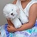 DEMDACO Sitting Large Bichon Frise Dog Children's Plush Stuffed Animal Toy , Large (Pack of 1)