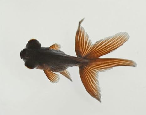 Amazon 国産 黒出目金 Sm 1匹 オリジナル 観賞魚 水中生物 通販