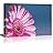 Fresh and Bright Gerbera Flower Against a Blue Background Wall Decor