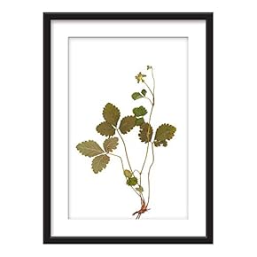 Framed Wall Art - Plant Specimen - Giclee Printed Art in Black Picture Frames White Matting - 23x31 inches
