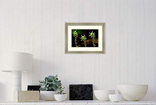 Framed Wall Art Print Deer Fern fiddleheads Pacific Coast North America by Gerry Ellis 17.75 x 13.75