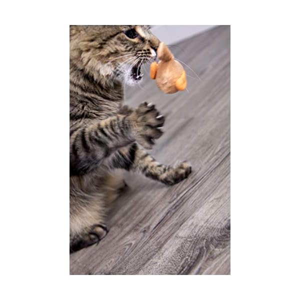 smartykat chickadee chirp