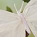 Package of 6 White Artificial 6