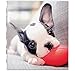 Avery Friends 3 Ring Binder, 1 Inch Round Rings, French Bulldog Puppy (26836)