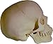 Life-Size Human Skull Replica, Model 3093001, by Nose Desserts