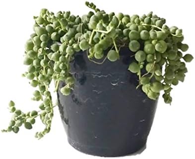 Root Bridges String of Pearls Succulent (Pot Included)