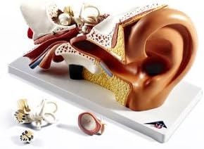 AWW E10 Giant Ear-Classic Version 3 Times Life-Size, 4 Part