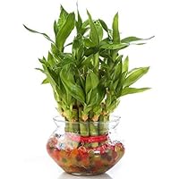 Zaavic 2 Layer Lucky Bamboo Plant with Big Round Glass Bowl and Colored Jelly Balls (Green)