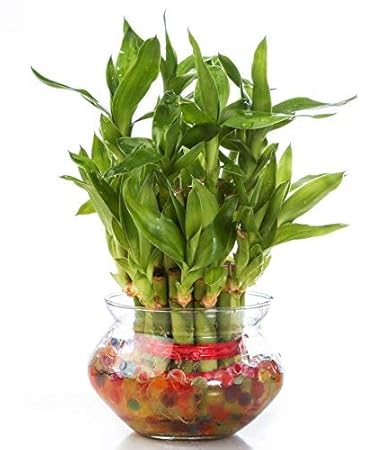 Ugaoo 2 Layer Lucky Bamboo Plant with Glass Pot