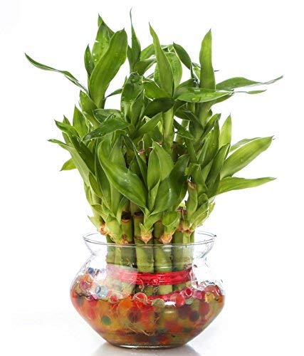 Two Layer Lucky Bamboo plant with Big Round Glass Pot and Colored Jelly Balls(Mix Colour)