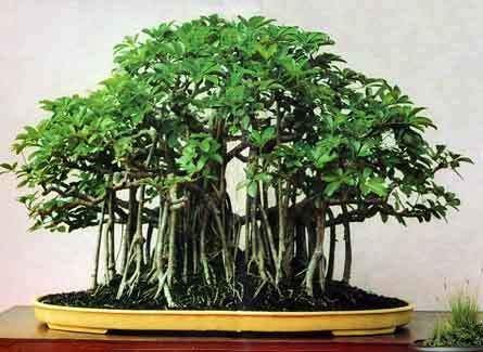 guru24hour Enterprises Beautiful Banyan Bonsai Tree Live Plant