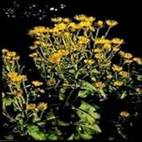 Herb Seeds - Elecampane - 60 Seeds
