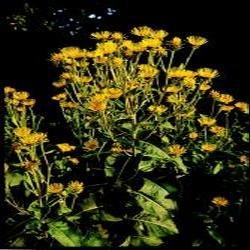Herb Seeds - Elecampane - 60 Seeds