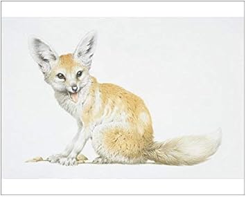 Media Storehouse 10x8 Print Of Vulpes Zerda Fennec Fox Posters Prints Amazon Com