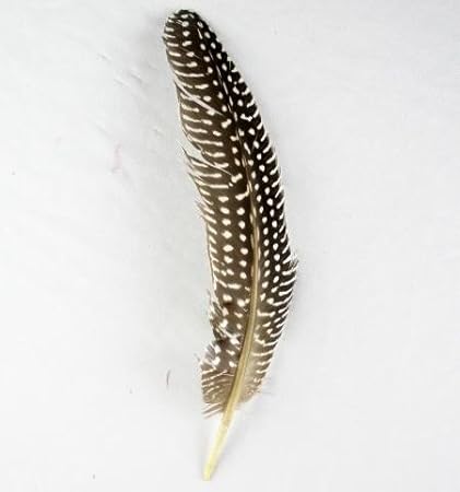30 Guinea Fowl Spotted Wing Quill Feather Amazon Co Uk Kitchen