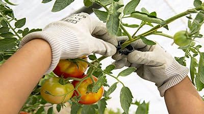PAMPOLS 100 Clips o Soportes para tomateras y Otras Flores ...