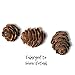 Natural Brown Pinecones - About 375 Pieces (1/2 lb. Bag) - Assorted Sized Pine Cones - DIY Crafts Measures from 1/4