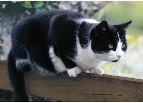 white dinner table cat