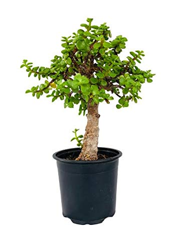 GreenHomeCare Live - Jade Bonsai Plant | Easy Care 8 Yrs Old Elegant Bonsai for Home Decor | Low Maintenance Drought Loving Plant