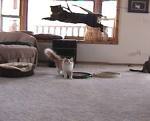 Da Bird Single 3 Foot Pole Cat Toy with 2 Extra Guinea Feather Refills