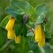 Outsidepride Cerinthe Major Minor - 25 Seeds