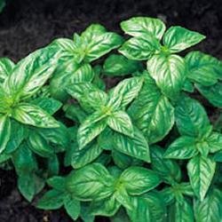 Kings Seeds - Organic Vegetables - Basil, Classic Italian