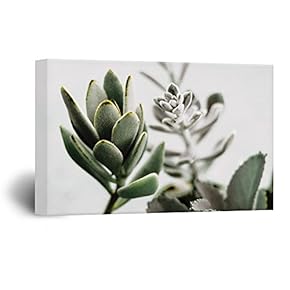 Leaves of Succulent Plants