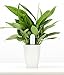 Digital Plant Monitor - Real Time Electronic Soil Meter - 4 in 1: Moisture, Fertility, Sunlight and Temperature Sensor - for Garden and Potted House Plants - Bluetooth 4.1 - Free Android App
