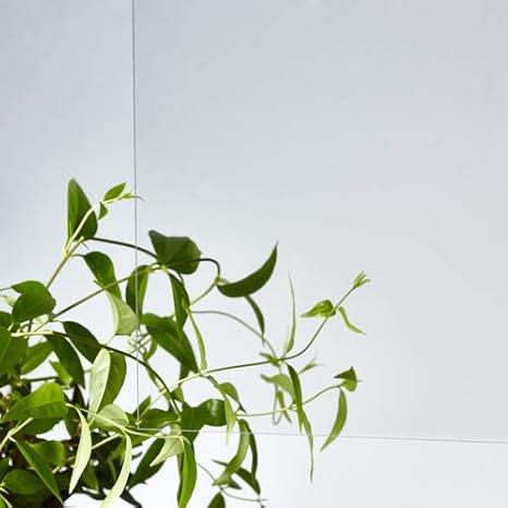 Amazon アクリサンデー Acrysunday アクリ表面硬化板透明550ｘ650ｘ2ｍｍ 石材