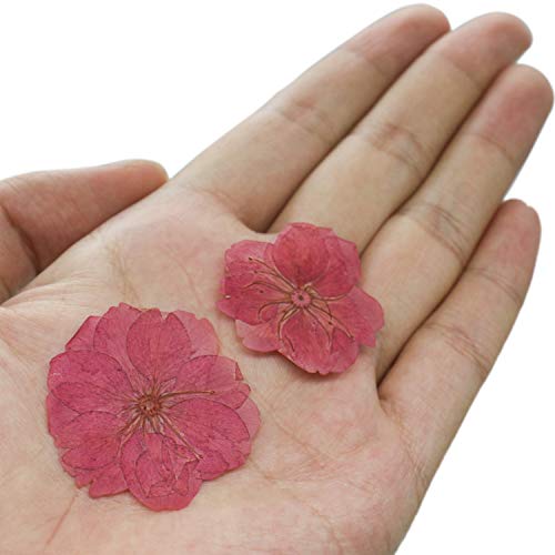 Buorsa Pack of 12 Piece Real Flower Sakura Dried Cherry Blossom Pressed Dried Flowers Arts Crafts Supplies for Jewelry Phone Case Frame Making Scrapbook Accessories