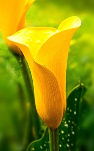 Notebook: Flower Yellow Lily Flowers Floral Floristry Florist 5" x 8" 150 Ruled Pages