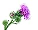Milk Thistle Seed Oil Cold Pressed Unrefined Raw 100% Natural Non GMO 8.45 fl/oz 250 ml