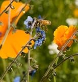 David's Garden Seeds Wildflower Bee Feed Mix D1397 (Multi Colored) 1000 Open Pollinated Seeds