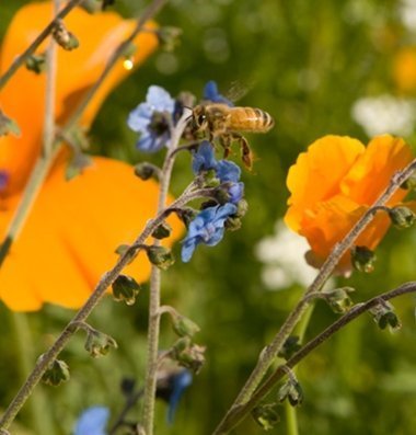 David's Garden Seeds Wildflower Bee Feed Mix D1397 (Multi Colored) 1000 Open Pollinated Seeds David's Garden Seeds Wildflower Bee Feed Mix D1397 (Multi Colored) 1000 Open Pollinated Seeds