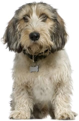 Petit Basset Griffon Vendéen Chien Pour Chien Gâteau