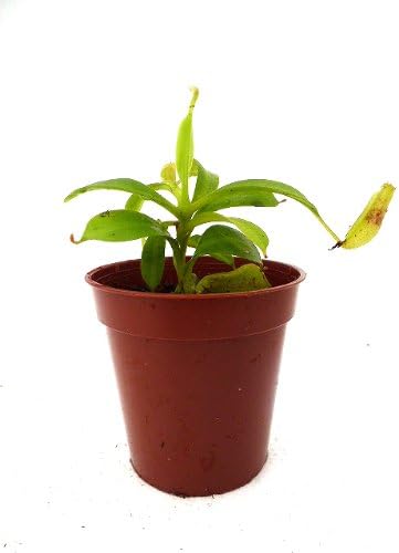 Amazon 食虫植物 Nepenthes Fusca Mcm ネペンテス フスカ Y S 観葉植物 オンライン通販