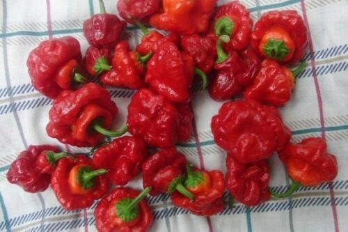 Jamaican Strain red Scotch Bonnet HOT Pepper. 60+ Fresh Seed for 2019