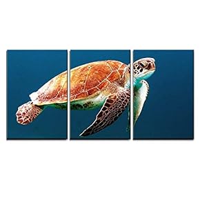 3 Piece Canvas Wall Art - Sea Turtle Under The Ocean - Modern Home Art Stretched and Framed Ready to Hang - 16"x24"x3 Panels