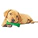 Nylabone Dental Kit for Puppies Peanut Butter X-Small/Petite (4 Count)